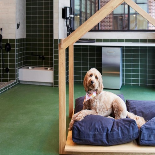 a dog sitting on a bed